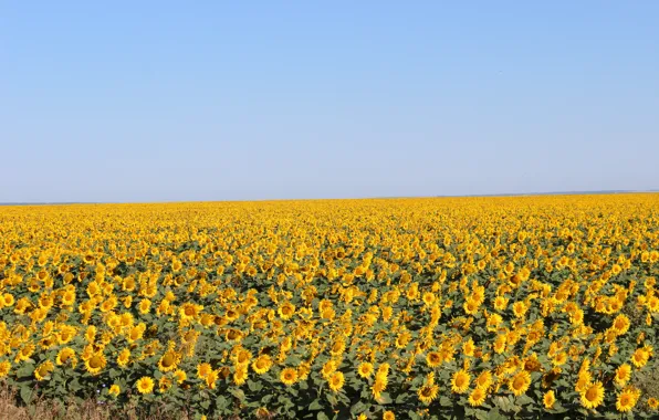 Field, the sky, sunflower, Tatarstan