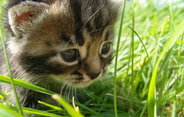 Picture summer, grass, nature, walk, kitty, the beauty