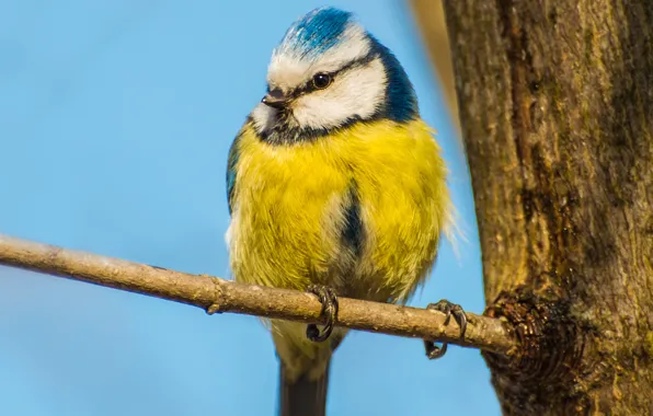 Picture the sky, tree, bird, branch, trunk, yellow, tit