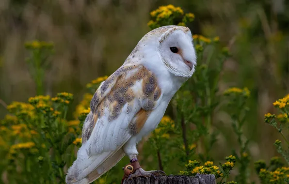 Owl, bird, the barn owl