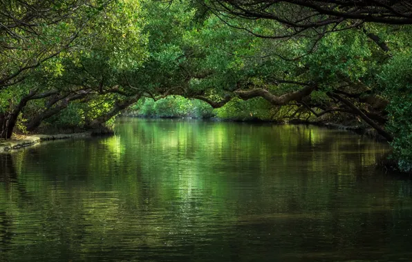 Picture trees, nature, river