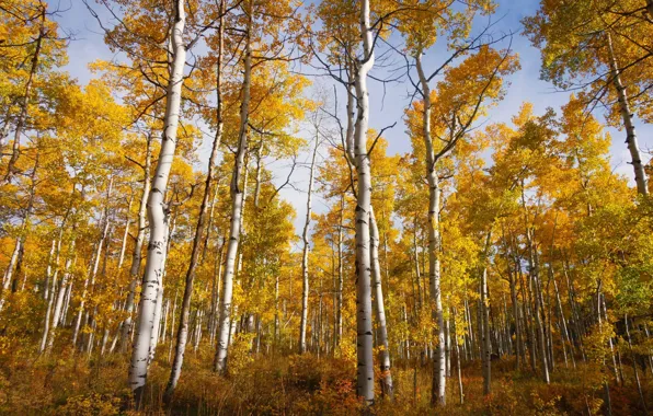 Autumn, trees, grove, aspen