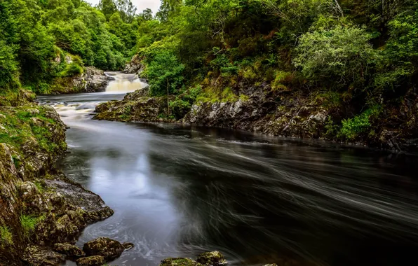 Greens, forest, trees, river, stones, for, Scotland, River Shin