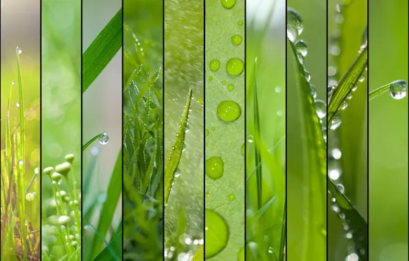 Greens, summer, grass, Rosa, rendering, collage, spring, raindrops