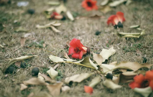 Flower, grass, red, petals, Bombax