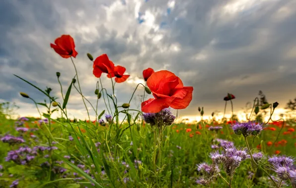 Greens, field, summer, the sky, clouds, flowers, clouds, Mac
