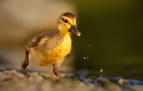 Picture drops, stones, shore, duck, duck, Chicks, pond