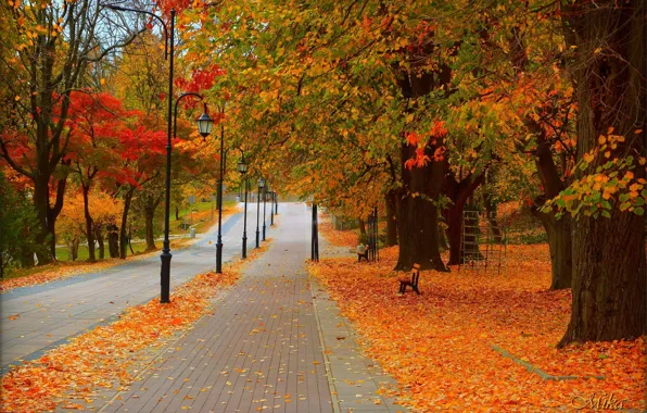 Road, Autumn, Trees, Lights, Park, Fall, Foliage, Park