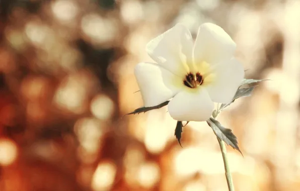 White, flower, glare, background
