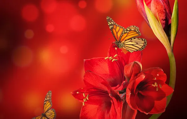 Flower, butterfly, red, glare, Amarilis