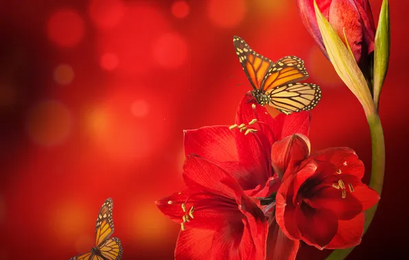 Flowers, red, glare, butterfly, Amarilis