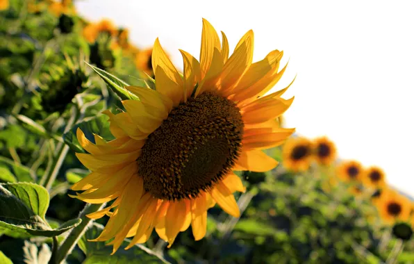 Summer, sunflowers, flowers, garden