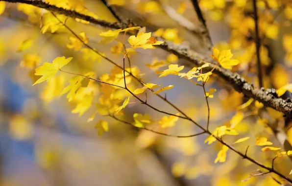 Autumn, leaves, branches