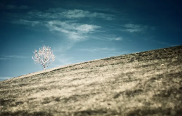 Trees, landscape, mountains, nature, tree, hills, the descent, the slopes