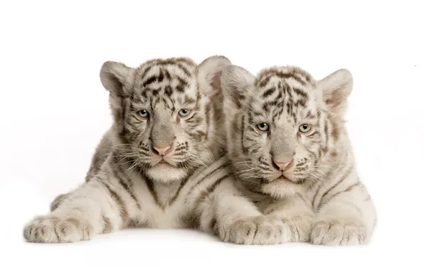 Picture lies, white, tiger