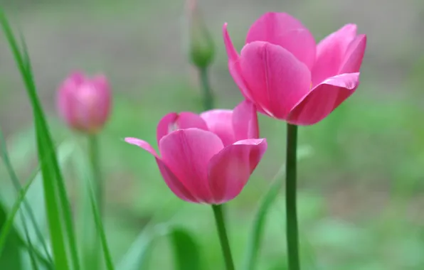 Picture macro, nature, petals, stem, tulips