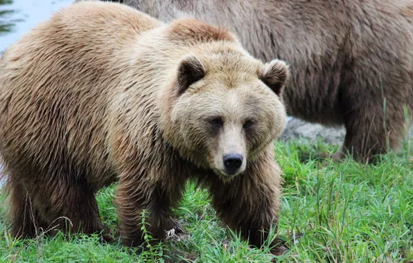 Bear, big, brown, animal, wildlife