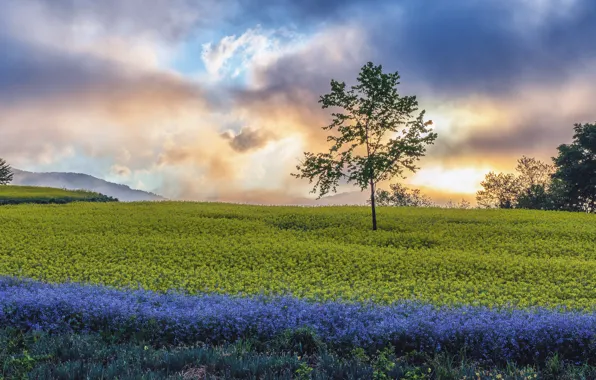Field, the sky, clouds, flowers, tree, rape, rapeseed field