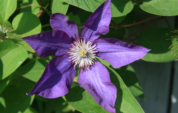 Flower, macro, background, Wallpaper, beauty, picture, clematis