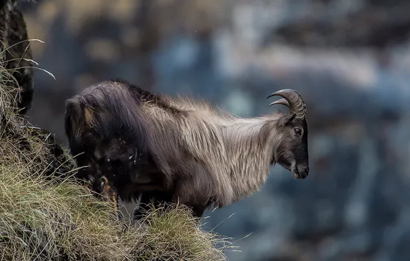 Himalayan Tahr, gray mountain goat standing on grass, tahr