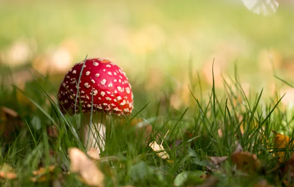 Autumn, nature, mushroom, mushroom