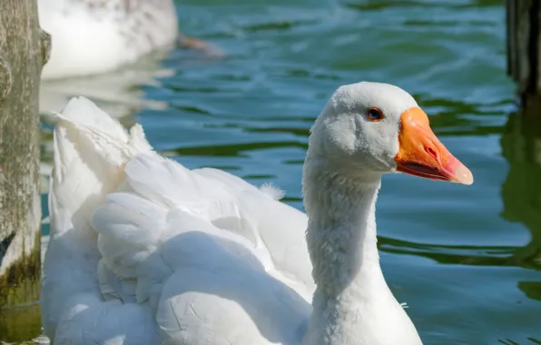White, bird, portrait, goose, swimming, handsome, vrodoyem