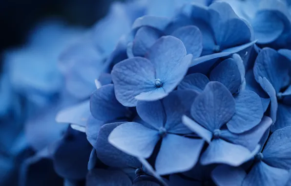 Picture macro, flowers, blue, blue, bokeh, hydrangea