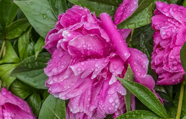 Picture drops, pink, peonies
