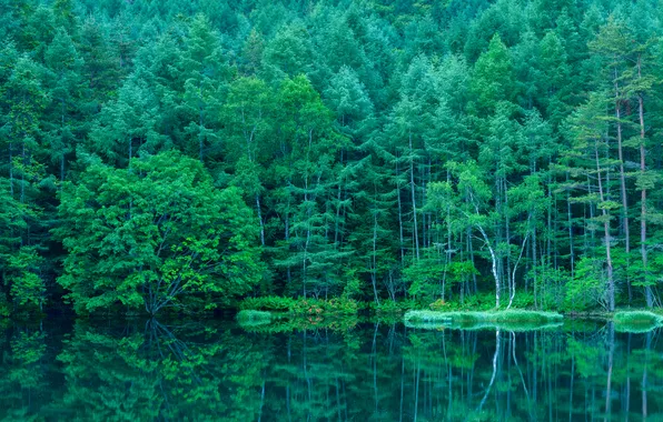 Picture forest, nature, lake, Japan