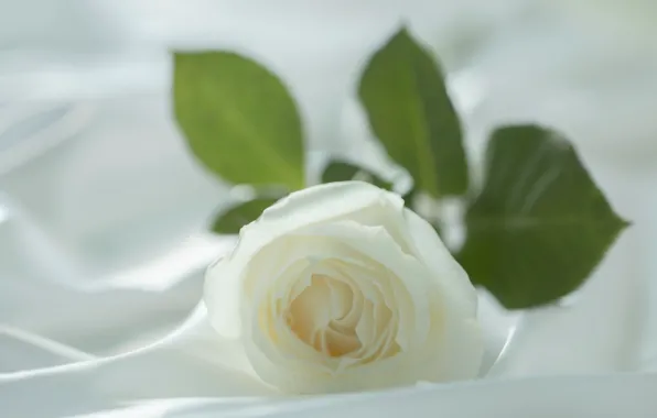White, flower, macro, tenderness, rose, blur, petals, fabric