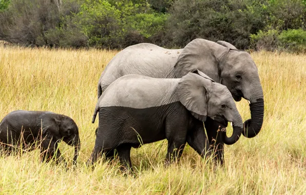 Field, grass, nature, elephant, family, dirt, walk, elephants