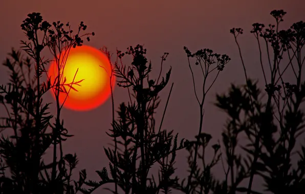 Picture the sun, sunset, plant, silhouette