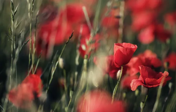 Flowers, Rosa, Maki, blur, meadow, red, a lot, bokeh