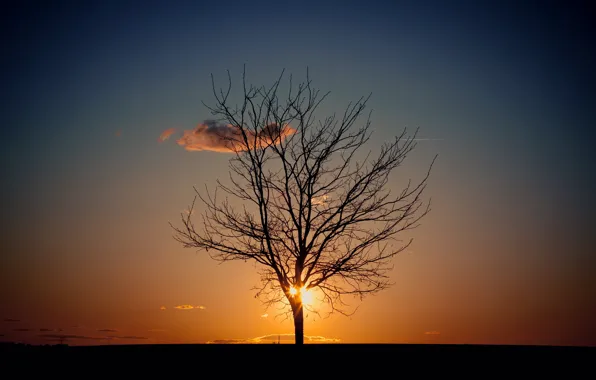 Picture the sky, the sun, tree, the evening