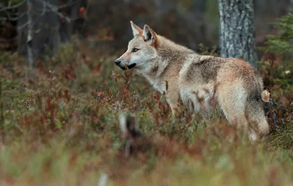 Picture autumn, forest, look, trees, branches, glade, wolf, profile