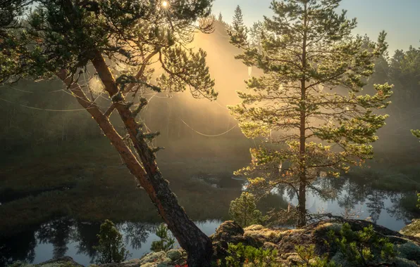 Picture trees, landscape, nature, stones, web, morning, Lake Ladoga, Karelia