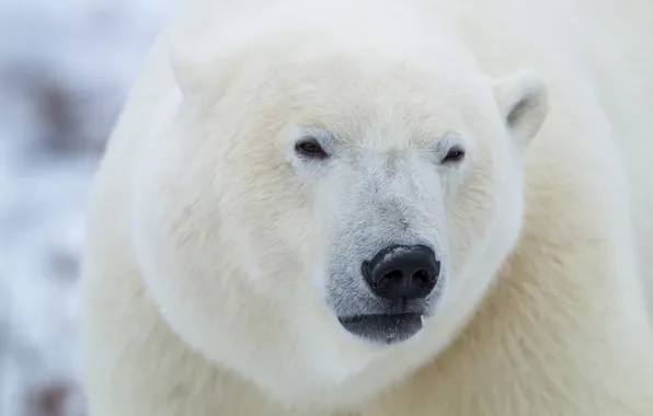 Picture face, polar bear, polar