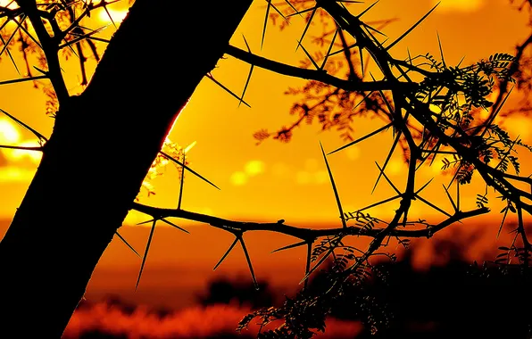 The sky, branches, tree, barb, silhouette, glow