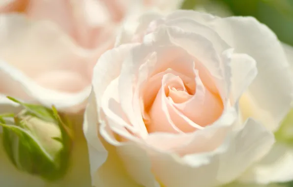 Macro, tenderness, rose, petals, Bud
