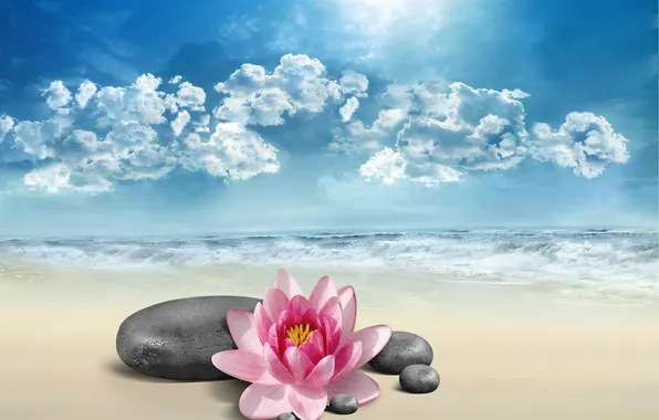 Picture sea, flower, the sky, nature, stones, Lotus, Lotus, flower