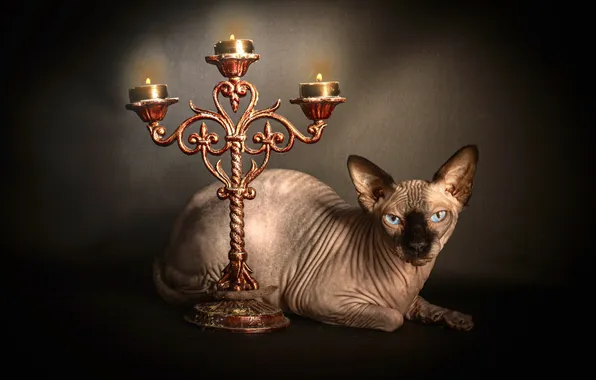 Cat, cat, look, pose, the dark background, candles, lies, blue eyes