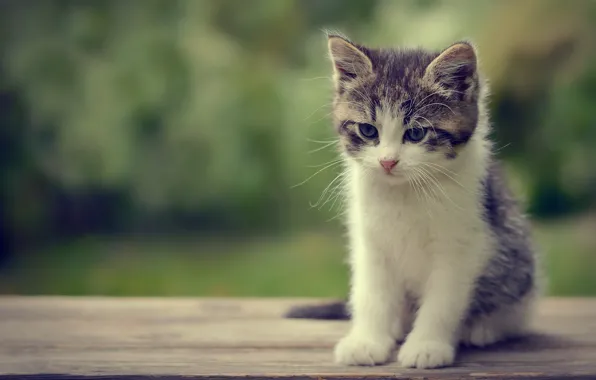 Picture mustache, baby, kitty