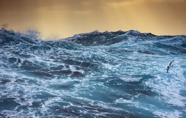 Picture sea, wave, bird