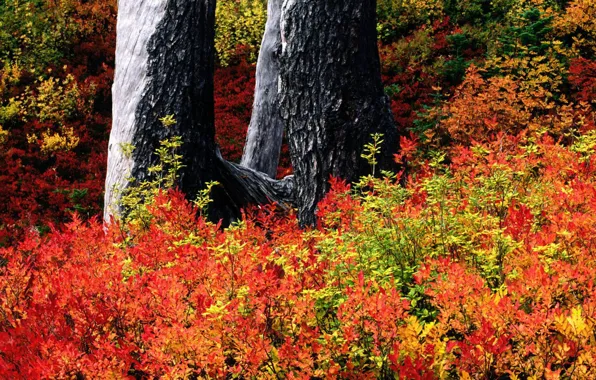 Autumn, the bushes, the trunk of the tree