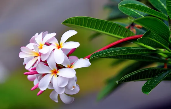 Picture macro, plumeria, inflorescence