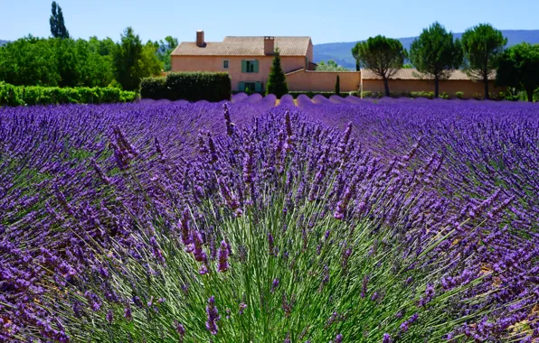 Flowers, house, France, lavender, plantation, Provence