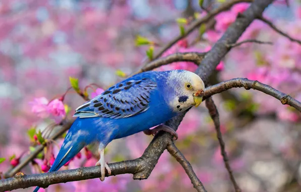 Picture branches, parrot, bird, garden
