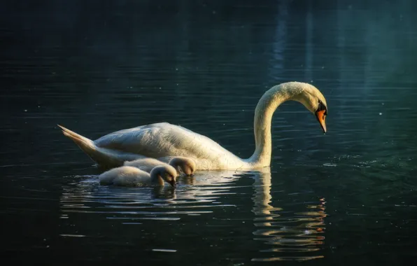 Birds, lake, swans