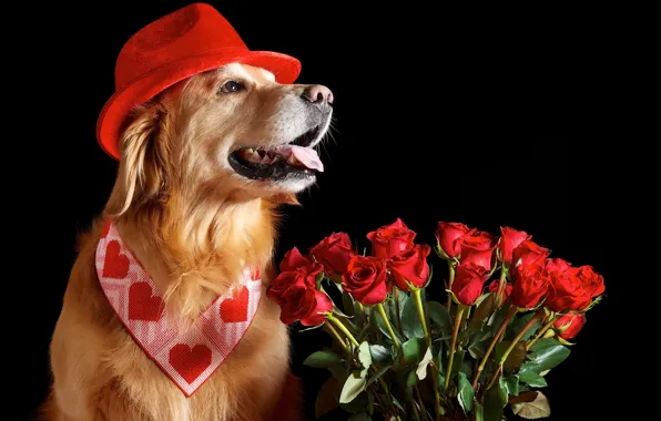 Roses, hat, Retriever
