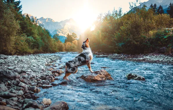 Light, mountains, nature, pose, river, stones, shore, dog